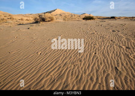 Dunes de Kelso, Californie, USA. 10 fév, 2018. Le Kelso dunes de sable couvrent 45 milles carrés et augmenter de 650 pieds au-dessus du sol du désert. Mojave National Preserve a un plus grand champ de dunes de la vallée de la mort et n'a plus d'arbres que Joshua Joshua Tree National Park. Dunes de Kelso, également connu sous le nom de champ de dunes de Kelso, est le plus grand domaine de dépôts de sable éolien dans le désert de Mojave. La région est protégée par le Mojave National Preserve et est situé dans le comté de San Bernardino. Le champ de dunes comprend la migration de la végétation des dunes, des dunes de sable stabilisées, feuilles, sable et les rampes. Les dunes les plus hautes s'élèvent Banque D'Images