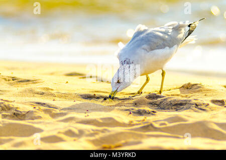 Un goéland à bec (Larus delawarensis) Mouette ressemble pour l'alimentation sur la plage de Grand Haven, Michigan Banque D'Images