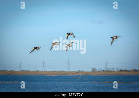 5 canard colvert en vol Banque D'Images