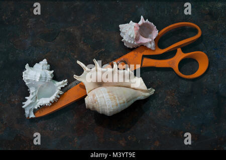 Heavy metal Orange long ciseaux et trois coquilles de mer exotiques blanc avec blanc font saillie sur un fond noir. Banque D'Images