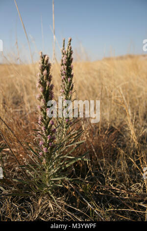 Gayfeather en pointillés, Liatris punctata, est un bloomer en fin de saison Banque D'Images