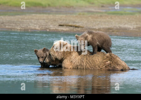 Brown Bear sow avec petits dans l'eau Banque D'Images