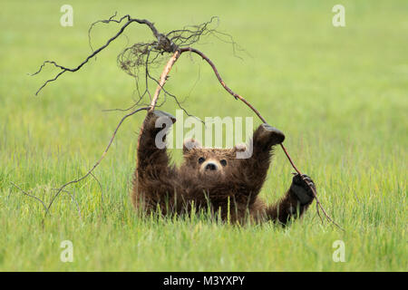 Brown Bear cub jouer Banque D'Images