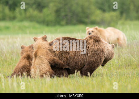 Ours brun d'oursons se cacher derrière maman Banque D'Images