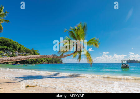 Arbre généalogique de cocotiers sur la plage de sable Banque D'Images