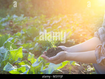 Farmer holding bébé plante le sol, l'homme l'examen de la qualité de l'agronome des terres agricoles fertiles, Close up avec selective focus Banque D'Images