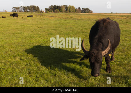 Le buffle d'eau sur une prairie de mecklenburg-vorpommern Banque D'Images