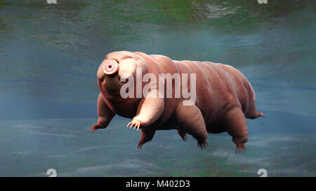 Ours d'eau, natation tardigrade Banque D'Images