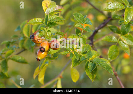 Dog Rose (rosa canina) l'églantier avec Bush, West Yorkshire, Angleterre, er Septemb Banque D'Images