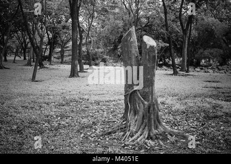 Ecology Concept : souche d'arbre qu'on coupe entouré avec beaucoup d'arbres dans le parc. Banque D'Images