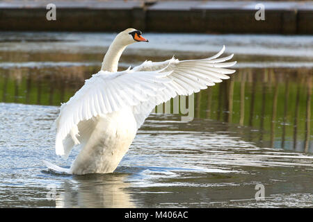 Cygne muet ailes d'étirement Banque D'Images