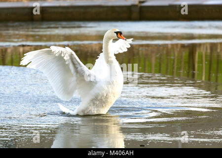 Cygne muet ailes d'étirement Banque D'Images