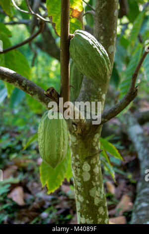 Fruits de cacao sur l'arbre dans Saint Thomas, Jamaïque, Antilles, Caraïbes Banque D'Images