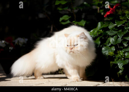 Himalaya blanc chat avec grouchy expression Banque D'Images