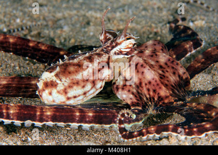 Close-up d'un poulpe Mimic (Thaumoctopus mimicus) sur fond de sable. Anilao, Philippines Banque D'Images
