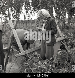 Années 1950, tableau historique par J Allan en argent comptant, une dame dans une écharpe avec son portable à l'extérieur dans un champ de houblon à plus d'un homme hop picker comme il vérifie sa moisson dans son sac, Kent, Angleterre, Royaume-Uni. Banque D'Images