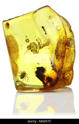 L'ambre baltique avec spider isolé sur fond blanc Banque D'Images