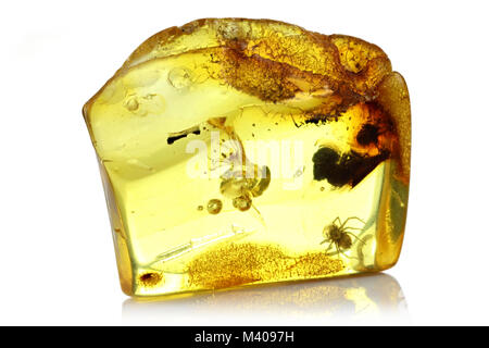 L'ambre baltique avec spider isolé sur fond blanc Banque D'Images