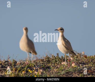 Deux Cream-Colored les coursiers (Cursorius cursor) dans le désert de Fuerteventura, au soleil, avec un ciel bleu. Banque D'Images