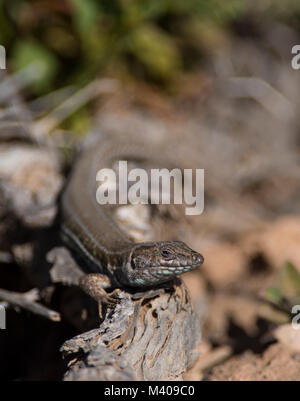 Lézard de l'Atlantique (Gallotia atlantica) reptiles endémiques de Fuerteventura Espagne. Banque D'Images