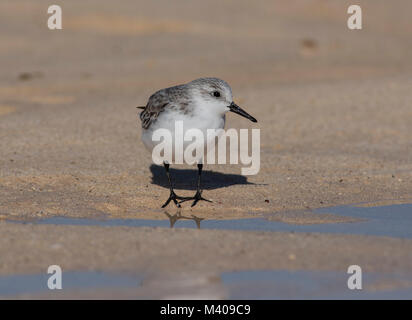 Bécasseau sanderling (Calidris alba) en plumage d'hiver sur une plage de l'île de Fuerteventura, Espagne. Banque D'Images