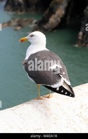 Sea Gull perché sur falaise Banque D'Images