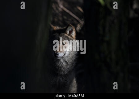 Gray wolf, Canis lupus, portrait de tête, des profils, des jeunes. Banque D'Images