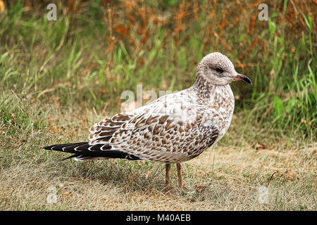 Un Ring-Billed Goélands juvéniles se dresse sur l'herbe. Banque D'Images