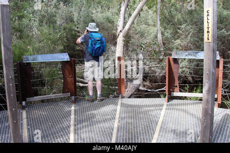 L'observation touristique ornithorynque au parc national de Flinders Chase sur Kangaroo Island Banque D'Images