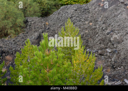 La croissance de la végétation sur les sols noirs de l'Etna, en Sicile, Italie Banque D'Images