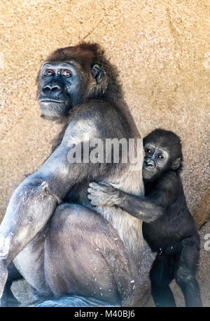 Une femelle gorille silverback avec ses jeunes enfants présente le lien entre la mère et l'enfant. Banque D'Images