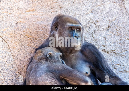 Une femelle gorille silverback avec ses jeunes enfants présente le lien entre la mère et l'enfant. Banque D'Images