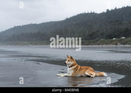 Un Malamute Husky blanc et rouge Shepherd dog pond dans le sable sur la côte de l'Oregon Banque D'Images