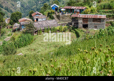 L'éleusine dans le champ d'un village de montagne dans l'Himalaya. Le Népal Banque D'Images