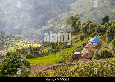 Maisons d'un village de montagne entre les rizières en terrasses, en Himalaya, Népal Banque D'Images