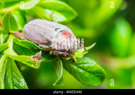 Cockchafer Melolontha peut Beetle Bug insecte Macro on Twig Banque D'Images