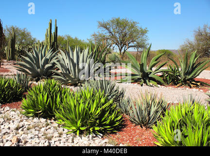 Jardin de cactus, agaves et plantes grasses près de célèbre site archéologique de Tula de Allende, l'état de Hidalgo, au Mexique, en Amérique du Nord Banque D'Images