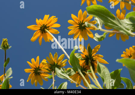 Dessous de fleurs jaunes sur fond de ciel bleu Banque D'Images