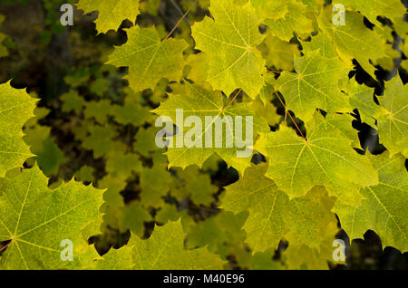 Feuilles d'érable le tournant du vert au jaune en automne Banque D'Images