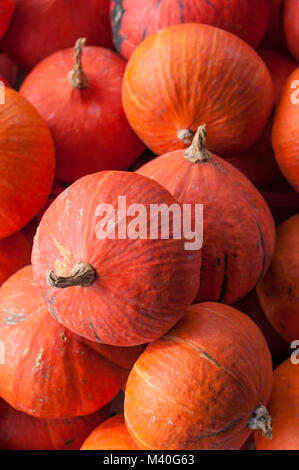 Red kuri squash hokkaido fond citrouille Banque D'Images