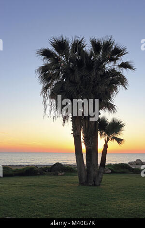 Les palmiers se découpant contre le coucher du soleil, Paphos, Chypre Banque D'Images