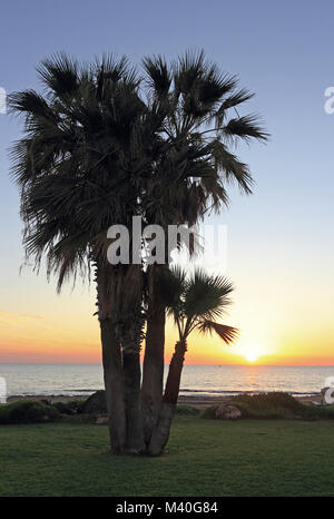 Les palmiers se découpant contre le coucher du soleil, Paphos, Chypre Banque D'Images