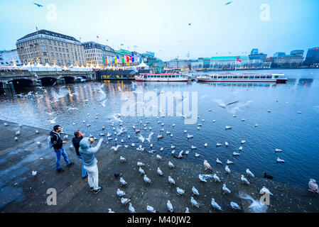 Les mouettes se nourrissent de la lac Inner Alster à Hambourg, Allemagne, Europe, Möwen füttern der à Hambourg Binnenalster, Deutschland, Europa Banque D'Images