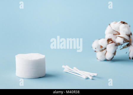 Fleur de coton duveteux blanc séché des tampons de coton et de coton sur un fond bleu avec copie espace. Banque D'Images