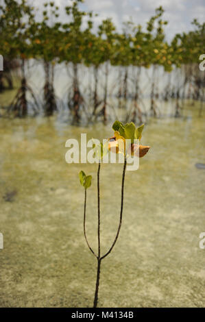 Les mangroves poussent sur Funafala qui est un îlot de Funafuti Tuvalu Banque D'Images