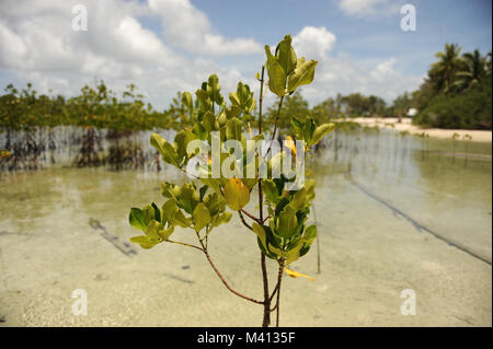 Les mangroves poussent sur Funafala qui est un îlot de Funafuti Tuvalu Banque D'Images