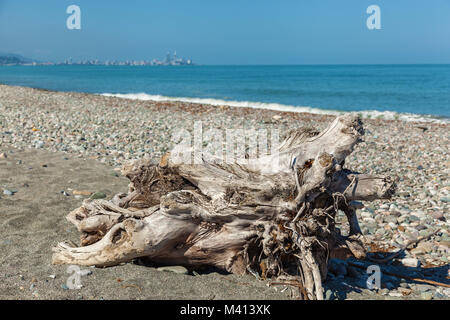 La racine de l'arborescence se trouve près de la rive sur fond de cailloux et de l'eau. La racine de l'arbre sur la rive. Banque D'Images