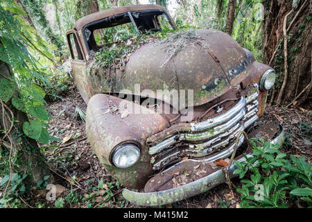 Old rusted Chevy truck dans les bois, trouvés dans Micanopy, Floride Banque D'Images