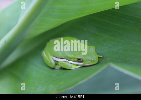 American Tree Frog ou Hyla Cinera Banque D'Images