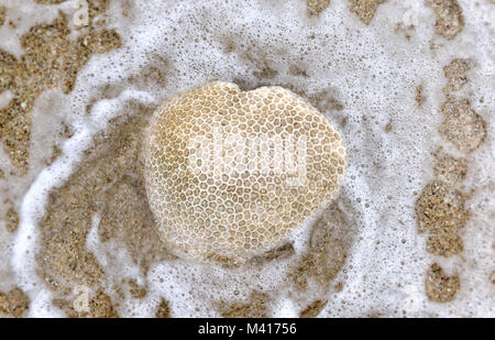 Honey comb corail sur la plage et la mer de l'eau comme le coeur sur le sable Banque D'Images